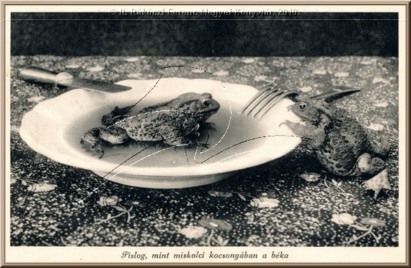 miskolc_pislag_mint_miskolci_kocsonyaban_abeka.jpg
