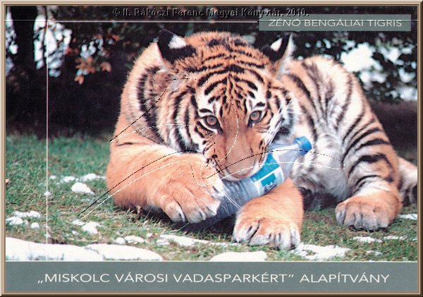miskolc_vadaspark_zeno_bengaliai_tigris.jpg