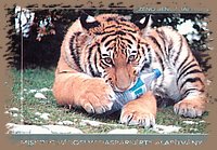 miskolc_vadaspark_zeno_bengaliai_tigris.jpg