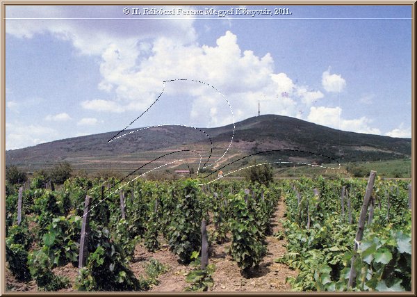 tokaj_latkep_23.jpg