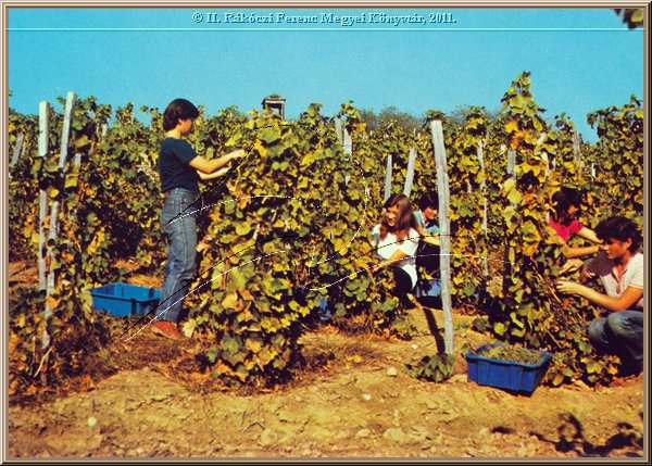 tokaj_szuret.jpg