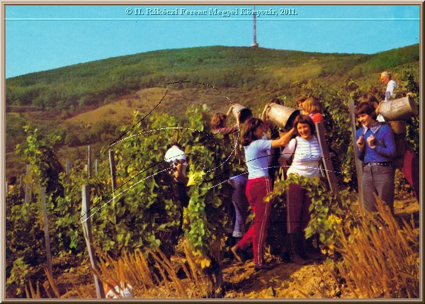 tokaj_szuret_02.jpg