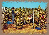 tokaj_szuret.jpg