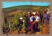 tokaj_szuret_02.jpg